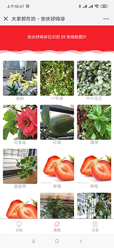 【公众号应用】植物识别V1.0.7安装更新一体包，修改数据库的BUG插图4